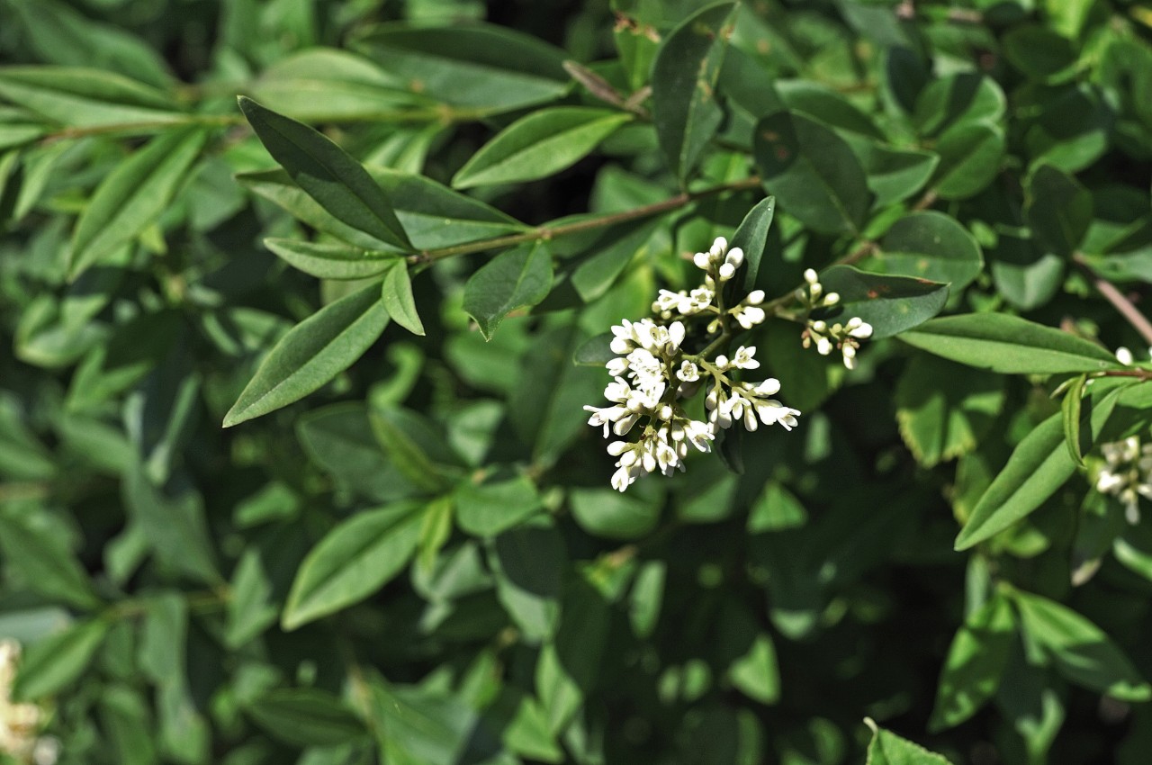 Ramas de aligustre de crecimiento denso con flores blancas 