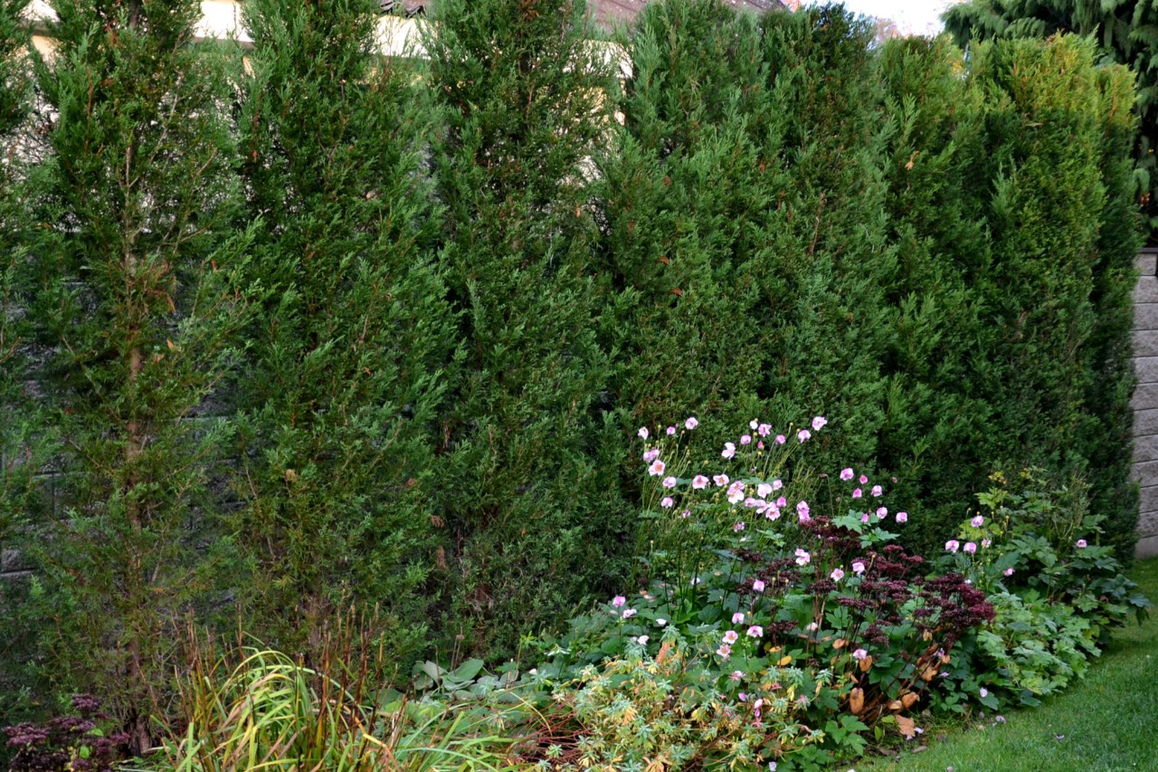 Seto de ciprés en un jardín