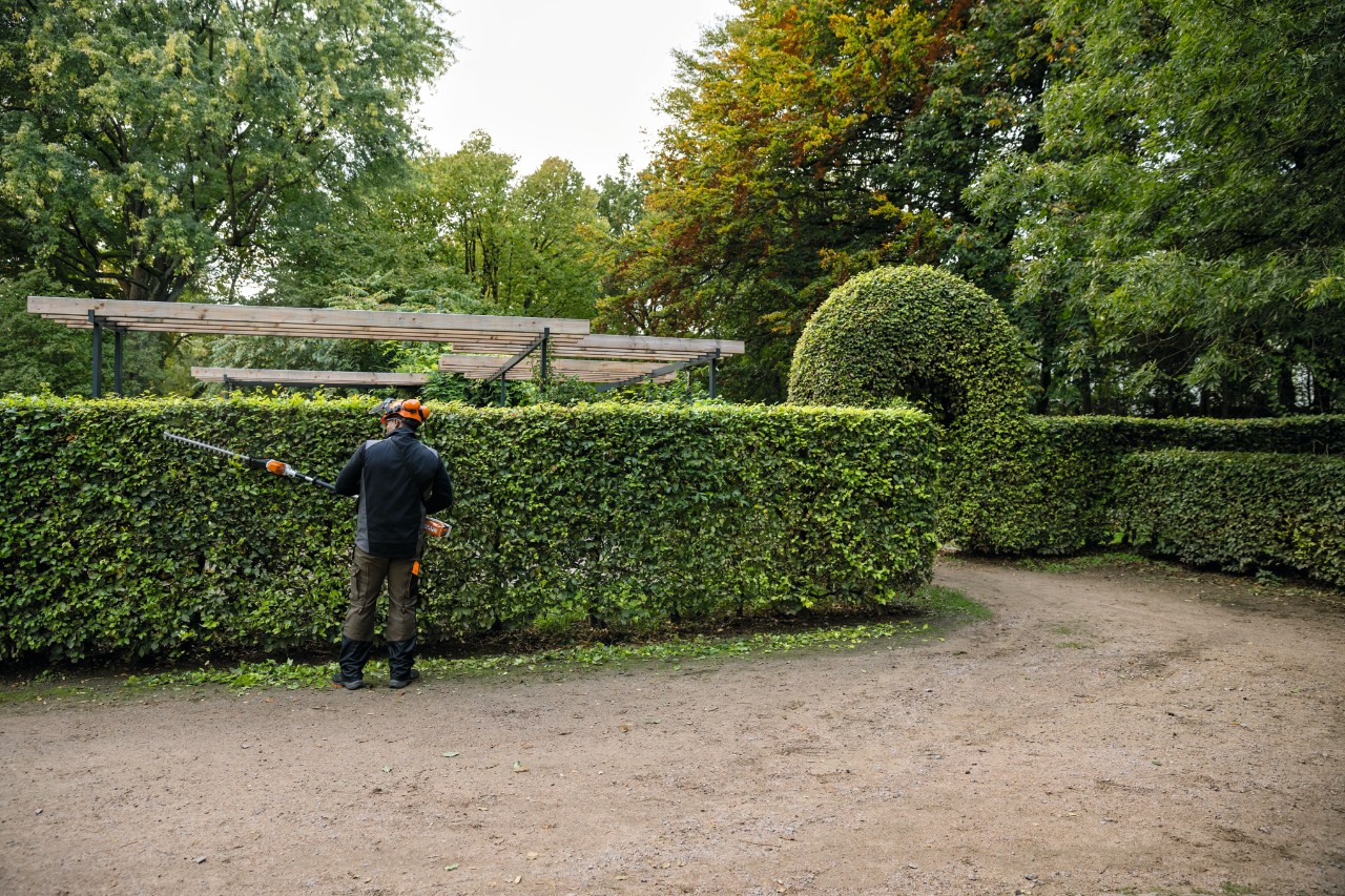 Vista trasera de un hombre con equipo de protección al podar un seto de haya con el cortasetos de altura STIHL HLA 66