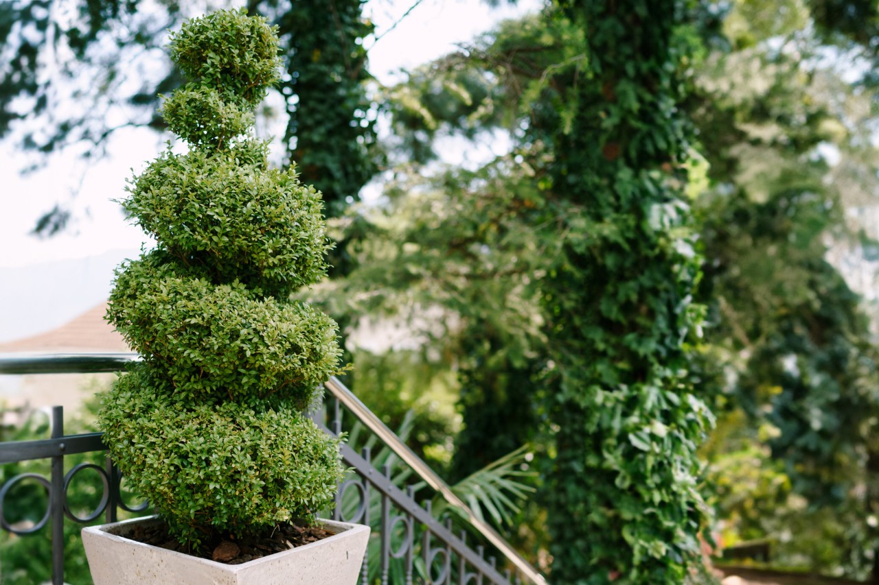 Boj en espiral en una jardinera en una escalera, árboles en segundo plano